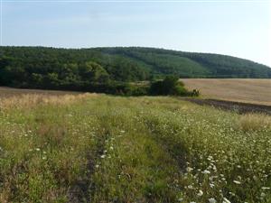 Pohľad na psiarkovú lúku so sukcesiou v oplotenom areáli v Kozárovciach